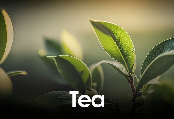 Haddad Al Tajir General Trading LLC | Global Trade from the UAE Sourcing the World